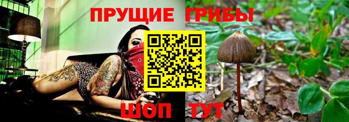 Можга  Псилоцибиновые грибы Psilocybine cubensis  Вход с VPN 